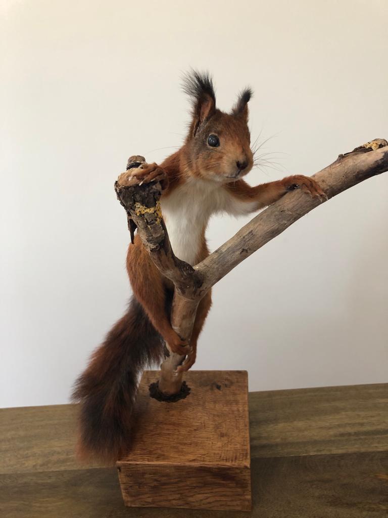 DX binddraad voor opgezette dieren